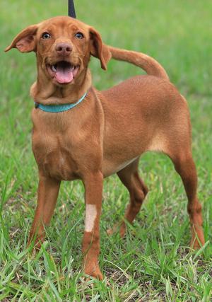 Pocket, Hound, puppy, available for adoption
