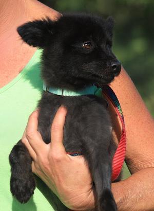 Bastain, Pomeranian, young, available for adoption