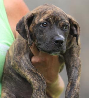 Jersey, American Staffordshire Terrier, puppy, available for adoption