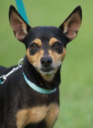 Oliver, Chihuahua, young, available for adoption
