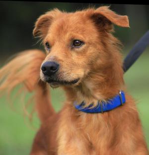 Deo, Golden Retriever, young, available for adoption