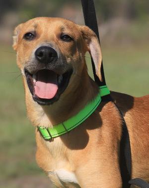 Hoggle, Labrador Retriever / Black Mouth Cur, puppy, available for adoption