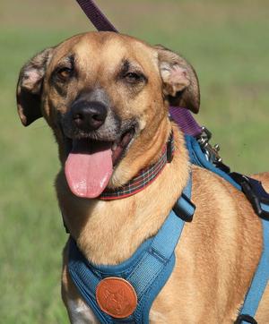 A brown dog with a blue harness and a purple collar, standing in a grassy field.