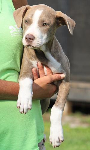 Alaska, American Staffordshire Terrier, puppy, available for adoption
