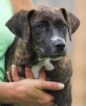 Georgia, American Pit Bull Terrier, puppy, available for adoption