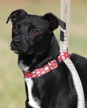 Juliette, Terrier, young, available for adoption
