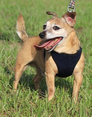Bentley, Chihuahua, senior, available for adoption