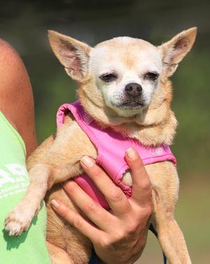 Blanche, Chihuahua, senior, available for adoption