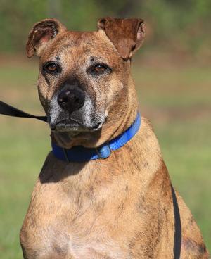 A brown dog with a blue collar sitting outdoors.