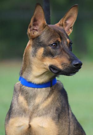 A close-up of a dog with a blue collar, standing outdoors.
