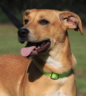 Agnes, Labrador Retriever / Black Mouth Cur, puppy, available for adoption