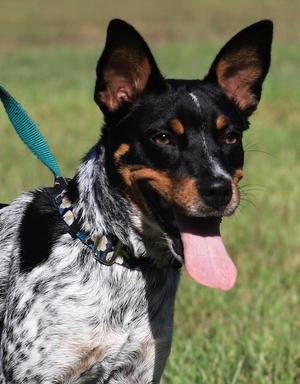 Chloe, Terrier, young, available for adoption
