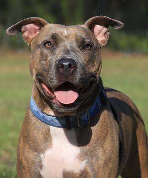 Joy, Hound, young, available for adoption