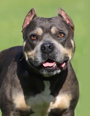 May, American Staffordshire Terrier, young, available for adoption