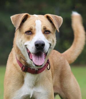 Booker, Hound, young, available for adoption