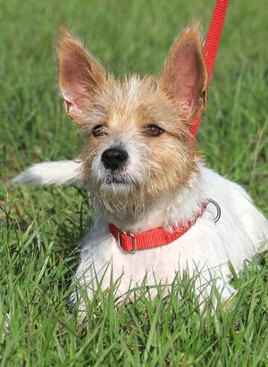 Coffee, Jack Russell Terrier, puppy, available for adoption