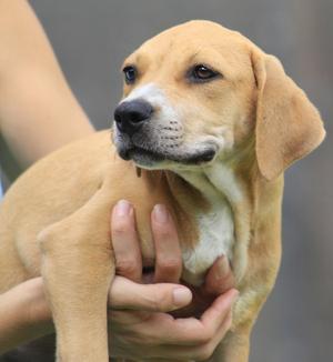 Carolina, American Staffordshire Terrier, puppy, available for adoption