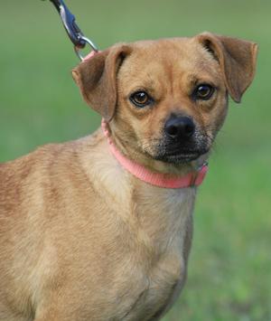 A brown dog with floppy ears wearing a pink collar and a leash, standing on a grassy field.