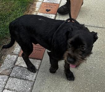 Roscoe, Mixed Breed, young, available for adoption