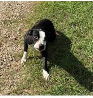Dolly, Mixed Breed, young, available for adoption