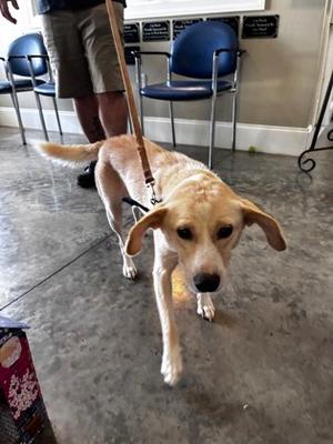 Daisy, Mixed Breed, adult, available for adoption