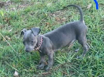 A small gray puppy with a pink collar standing on grass.
