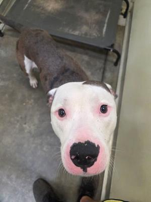 A close-up of a dog with a white face and brown patches, looking directly at the camera.