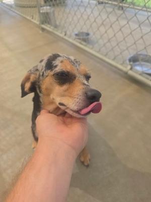 A dog with a black and brown coat is being held by a person's hand, with its tongue sticking out.