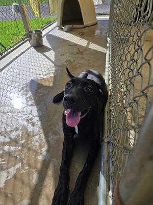 Angel, Mixed Breed, young, available for adoption