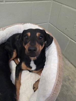 Rocky, Mixed Breed, adult, available for adoption