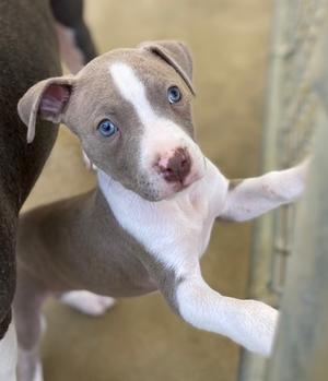 Pebbles aka Trina, Mixed Breed, young, available for adoption