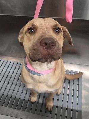 Grande, Labrador Retriever / Cattle Dog, young, available for adoption