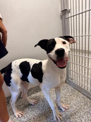 Zulu, Mixed Breed, young, available for adoption