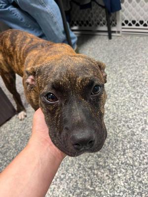 Butterball, Mixed Breed, puppy, available for adoption