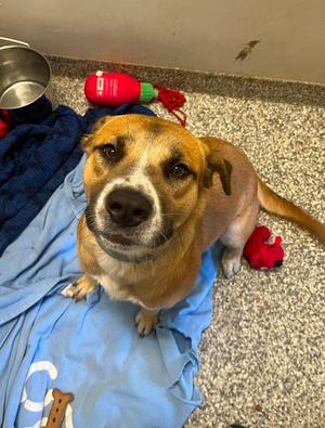 Rio, Labrador Retriever / Cattle Dog, young, available for adoption