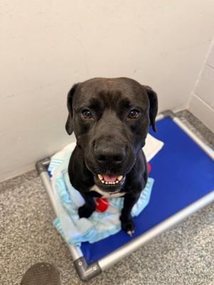 Pauly, Pit Bull Terrier / Mixed Breed, adult, available for adoption