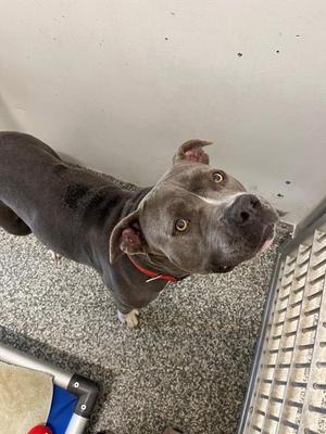 A gray dog with a red collar looking up at the camera.