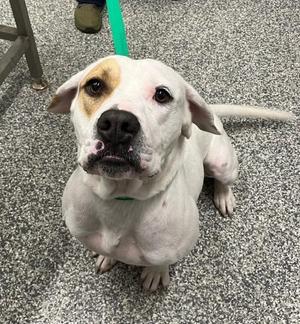 a white dog with brown patches on its face sitting on a gray carpeted floor