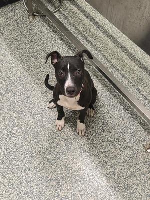 A black and white puppy sitting on a speckled floor, looking up at the camera.