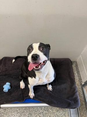 Calypso, American Staffordshire Terrier, young, available for adoption