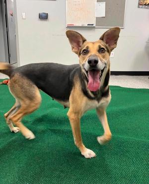 Lima, Mixed Breed, young, available for adoption
