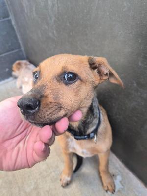Cappy (purple), Cattle Dog / Mixed Breed, puppy, available for adoption