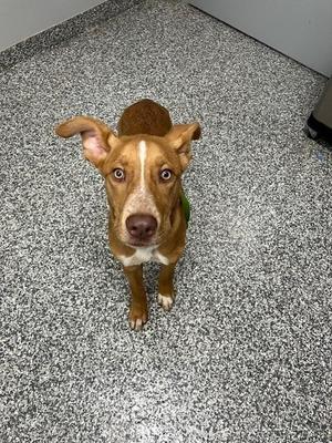 Prescott, Mixed Breed, puppy, available for adoption