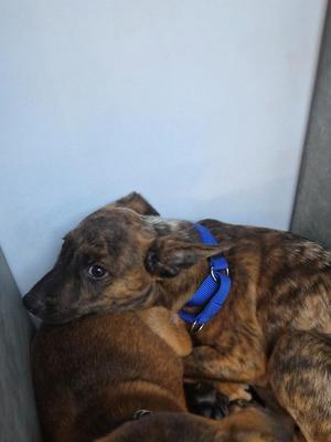 Skater (Remy), Cattle Dog / Mixed Breed, puppy, available for adoption