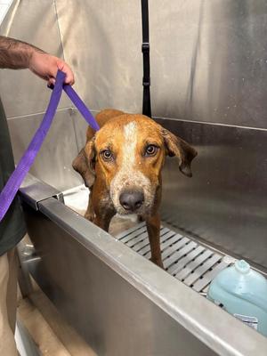 Waldo, Mixed Breed, adult, available for adoption
