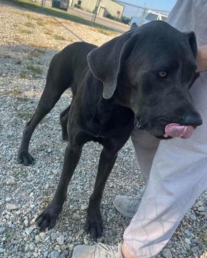 Gato (Bruin), Great Dane / Labrador Retriever, young, available for adoption