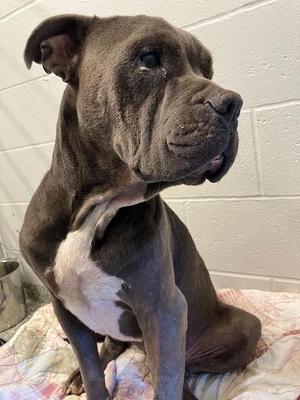 Putty, American Staffordshire Terrier, adult, available for adoption