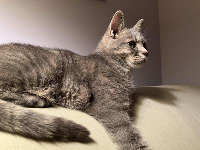 Gaali, adult, available for adoption
