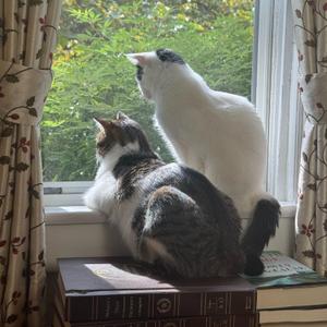 Luke and Hummus, young, available for adoption