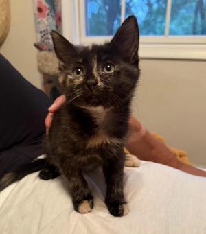 Daisy and Baby Posy, kitten, available for adoption